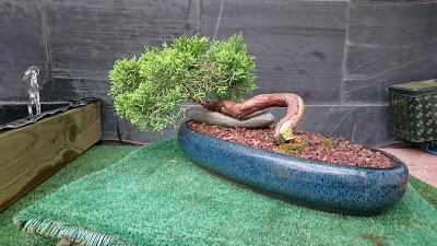 Dibujando los bonsais . Dibujando los bonsais .