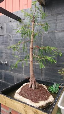 Dibujando los bonsais . Dibujando los bonsais .