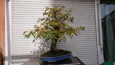 Dibujando los bonsais . Dibujando los bonsais .