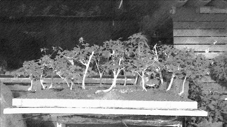 Dibujando los bonsais . Dibujando los bonsais .