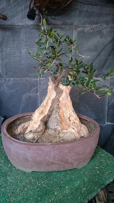 Dibujando los bonsais . Dibujando los bonsais .