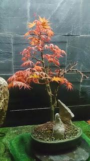 Dibujando los bonsais . Dibujando los bonsais .