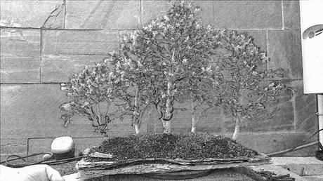 Dibujando los bonsais . Dibujando los bonsais .