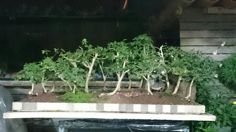 Dibujando los bonsais . Dibujando los bonsais .