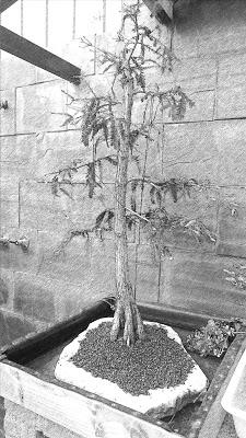 Dibujando los bonsais . Dibujando los bonsais .