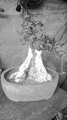 Dibujando los bonsais . Dibujando los bonsais .