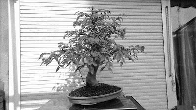 Dibujando los bonsais . Dibujando los bonsais .