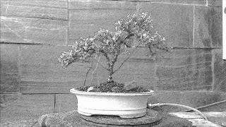 Dibujando los bonsais . Dibujando los bonsais .