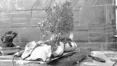 Dibujando los bonsais . Dibujando los bonsais .