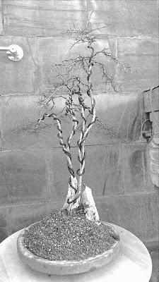 Dibujando los bonsais . Dibujando los bonsais .