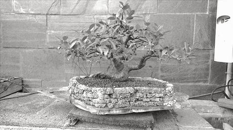 Dibujando los bonsais . Dibujando los bonsais .