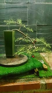 Dibujando los bonsais . Dibujando los bonsais .