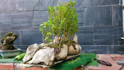 Dibujando los bonsais . Dibujando los bonsais .