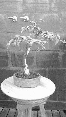 Dibujando los bonsais . Dibujando los bonsais .