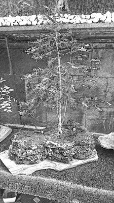 Dibujando los bonsais . Dibujando los bonsais .