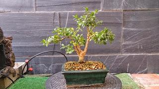 Dibujando los bonsais . Dibujando los bonsais .