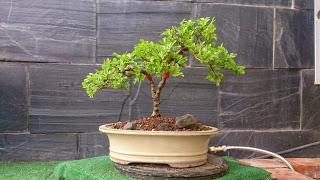 Dibujando los bonsais . Dibujando los bonsais .