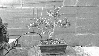 Dibujando los bonsais . Dibujando los bonsais .