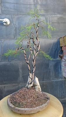 Dibujando los bonsais . Dibujando los bonsais .