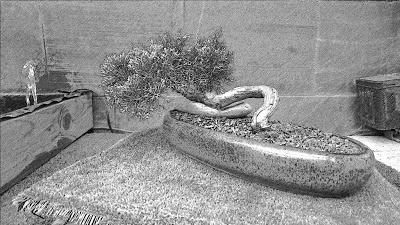 Dibujando los bonsais . Dibujando los bonsais .