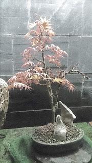 Dibujando los bonsais . Dibujando los bonsais .