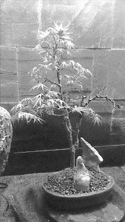 Dibujando los bonsais . Dibujando los bonsais .