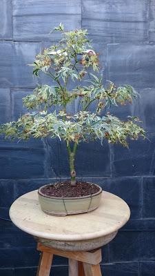 Dibujando los bonsais . Dibujando los bonsais .