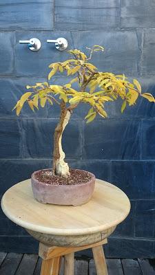 Dibujando los bonsais . Dibujando los bonsais .