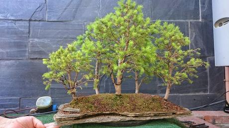 Dibujando los bonsais . Dibujando los bonsais .