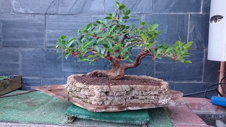 Dibujando los bonsais . Dibujando los bonsais .