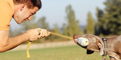 Lo que debes saber del comportamiento obsesivo en perros Debemos hacerle entender a nuestra mascota que nosotros estamos en control de las actividades que se desarrollen