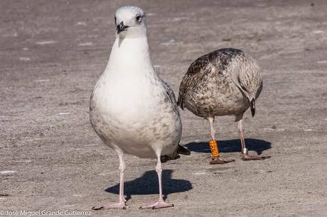 GAVIOTAS EN ONDARROA