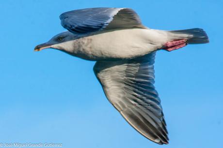 GAVIOTAS EN ONDARROA