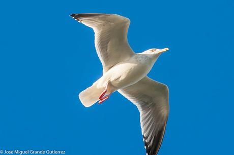 GAVIOTAS EN ONDARROA