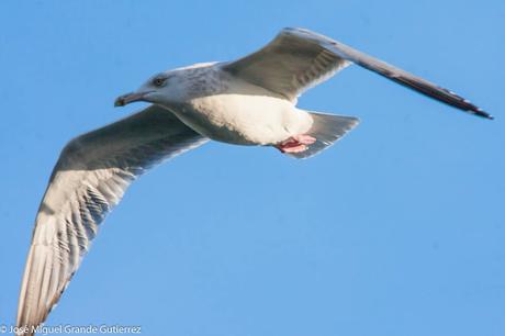 GAVIOTAS EN ONDARROA