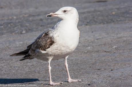 GAVIOTAS EN ONDARROA