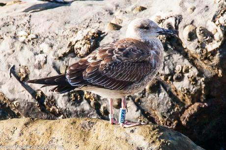 GAVIOTAS EN ONDARROA