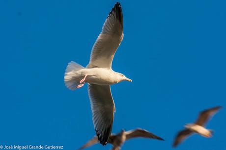 GAVIOTAS EN ONDARROA