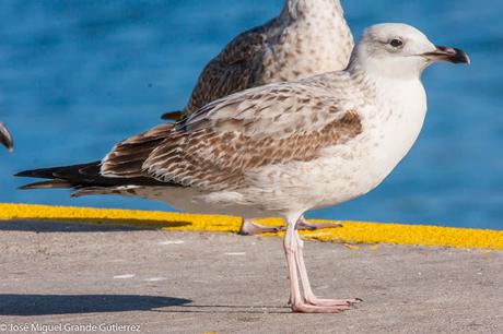 GAVIOTAS EN ONDARROA