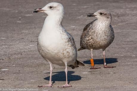 GAVIOTAS EN ONDARROA