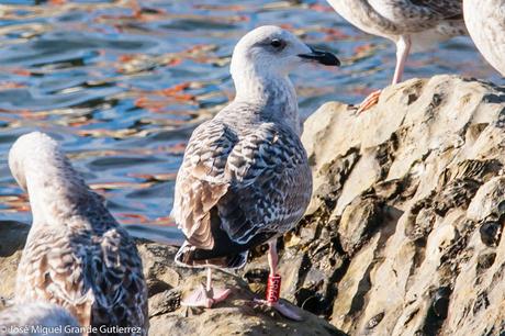 GAVIOTAS EN ONDARROA