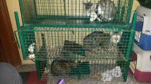 ¿ Y los Gatos ? gat6