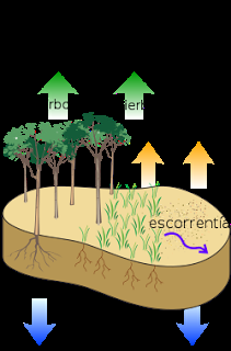 ELEMENTOS DEL CLIMA ( y VI): EVAPORACIÓN, AVAPOTRANSPIRACIÓN Y ARIDEZ ELEMENTOS DEL CLIMA ( y VI): EVAPORACIÓN, AVAPOTRANSPIRACIÓN Y ARIDEZ