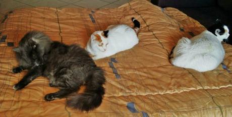 Acontecimiento gatuno (Diciembre 2015) y noticias varias Syrius, Nefertiti y Cleopatra