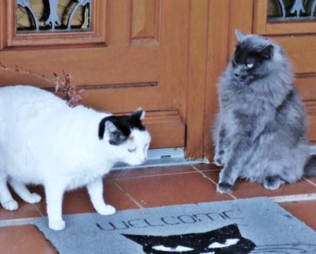 Acontecimiento gatuno (Diciembre 2015) y noticias varias Cleopatra y Syrius ante la puerta de su nueva casa