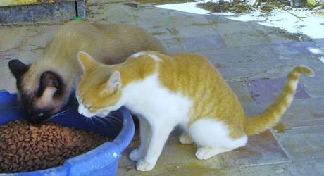 Acontecimiento gatuno (Diciembre 2015) y noticias varias Rubio de 6 meses recién llegado a colonia