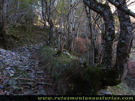 Senda del Cartero, Peña Salón y Sedo Vibolines: Bosque