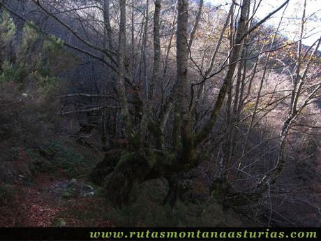 Senda del Cartero, Peña Salón y Sedo Vibolines: Bosque