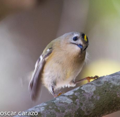 REYEZUELO SENCILLO