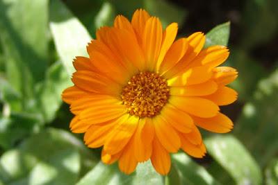 Como cultivar Calendula Como cultivar Calendula